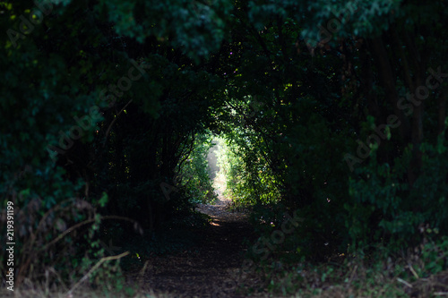 Fototapeta Naklejka Na Ścianę i Meble -  Dark and mist path with bushes and trees like a tunnel light at the end