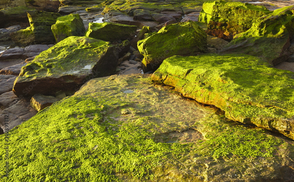 Algae on Ocean Rock Algae on Ocean Rock