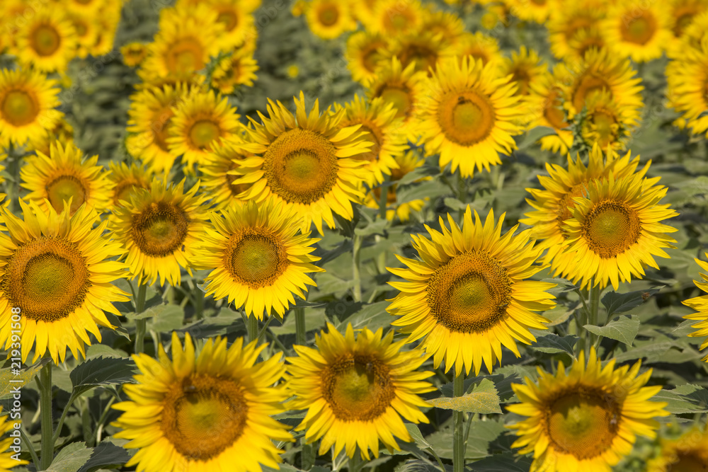 Sunflower field