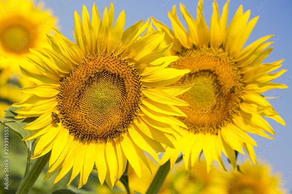 Sunflower field Sunflower field