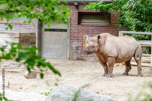 endangered black rhinoceros in Zoo