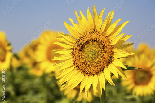 Sunflower field