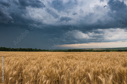 Wheat Field and stormy clouds