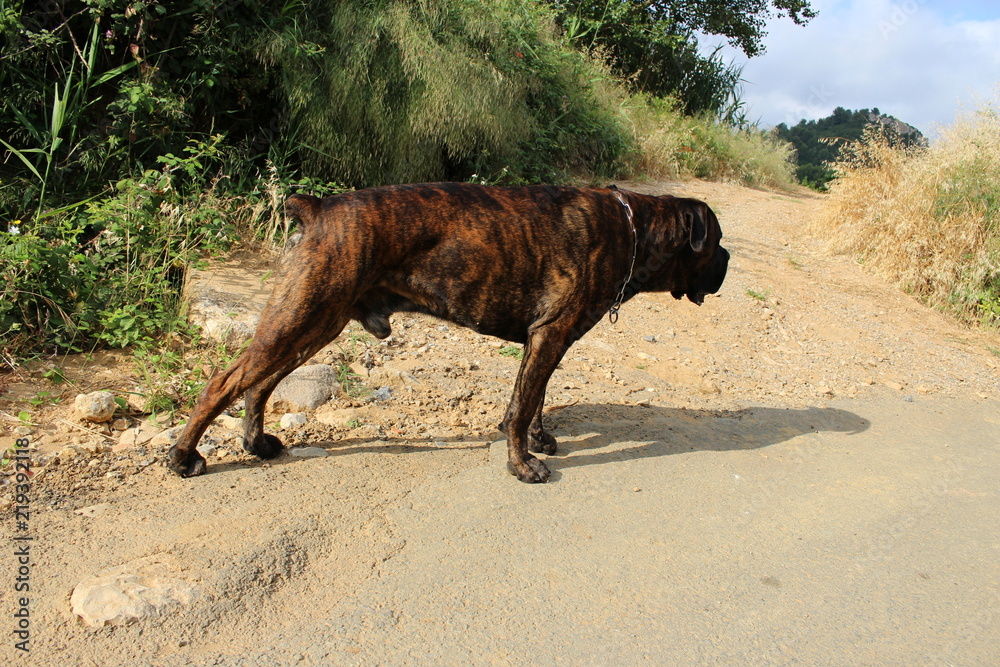 chien cane corso qui marche dans l'herbe chien cane corso qui marche dans l'herbe