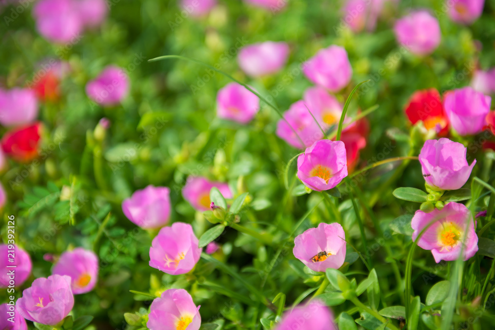 Colorful flowers in the garden Colorful flowers in the garden