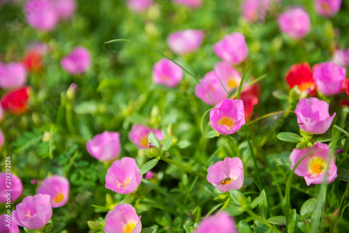 Colorful flowers in the garden