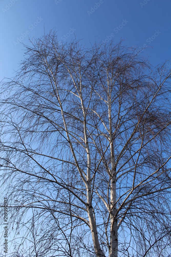 Fototapeta premium Birken