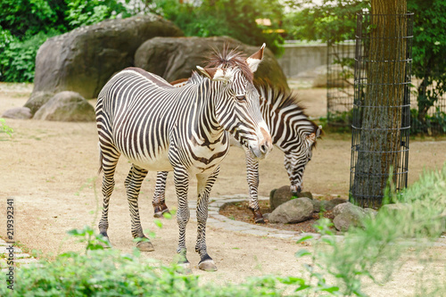 Two zebras in the Zoo