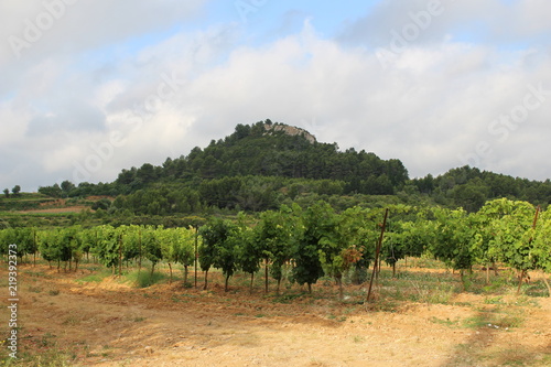 vignoble et chien cane corso