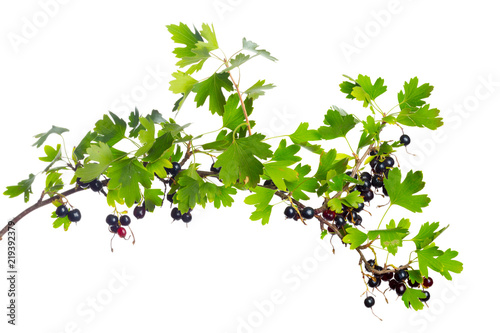 Berries black currant with green leaf. Fresh fruit, isolated on white background.