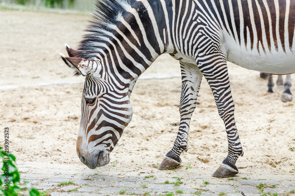 One zebra is grazing in the savannah, safari in the zoo One zebra is grazing in the savannah, safari in the zoo