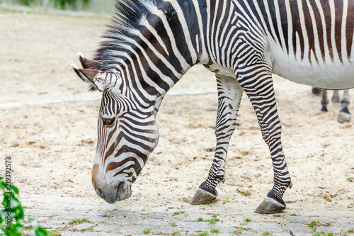 One zebra is grazing in the savannah, safari in the zoo photo