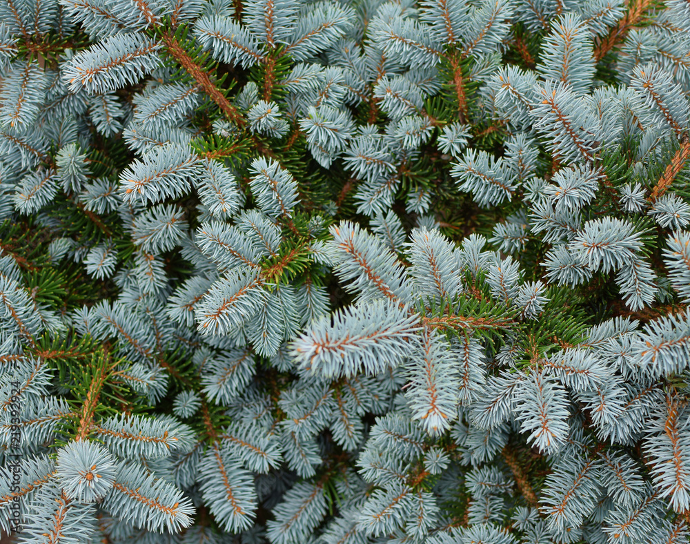 Young decorative blue spruce tree branches with needles as natural textured background.