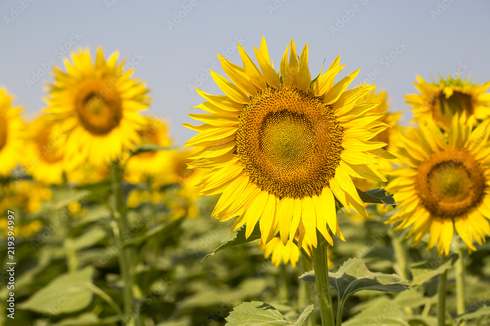 Sunflower field Sunflower field