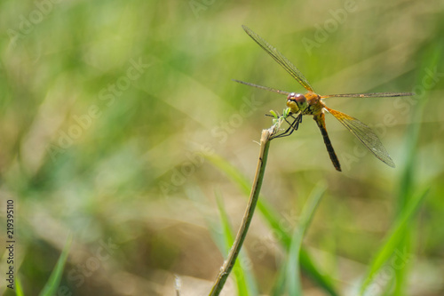 Closeup of A Dragonfly, Blurred Green Meadow Background, Bright Sunny Summer Day