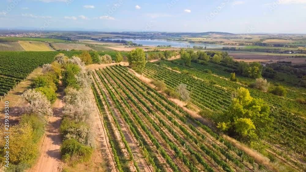 Summer landscape with vineyards in countryside, aerial bird view Summer landscape with vineyards in countryside, aerial bird view