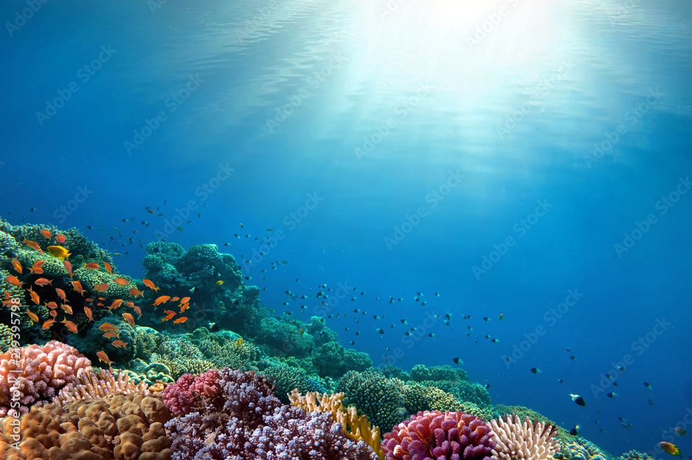 Naklejka premium Tło podwodne rafa koralowa
