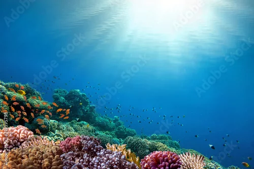 Obraz Podwodny rafa koralowa tło