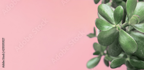 Jade Plant Money Tree in White Pot on Trendy Cold Pink Bright Background. Urban Jungles Interior Decoration House plants Concept. High Resolution Long Banner Poster with copy space