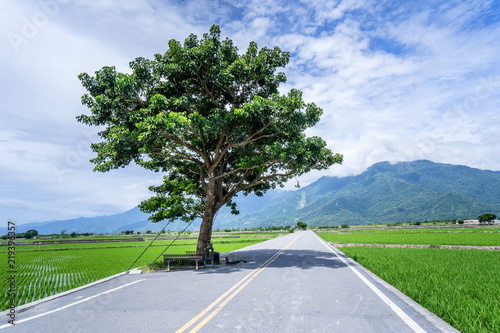 Takeshi Kaneshiro tree at Brown Avenue with beautiful paddy field, Chishang, Taitung, Taiwan photo