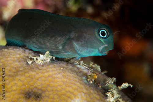 black coralblenny fish photo