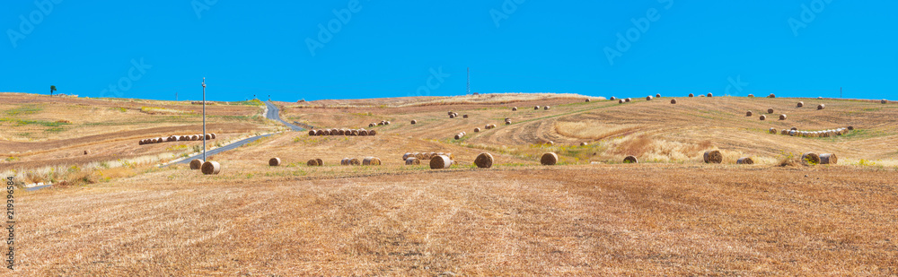 Fototapeta premium Sicily summer agriculture countryside, Italy