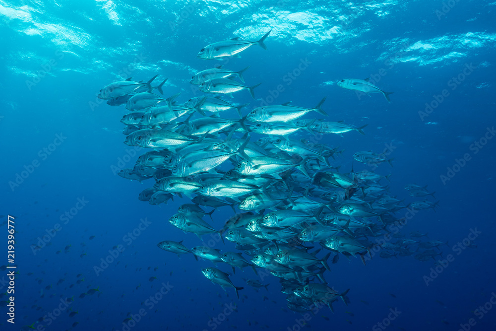 Fototapeta premium school of bigeye trevally jack fish
