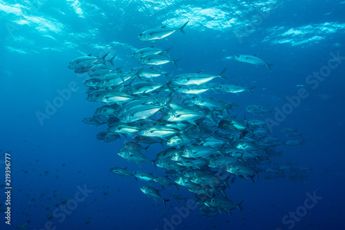 school of bigeye trevally jack fish © Subphoto