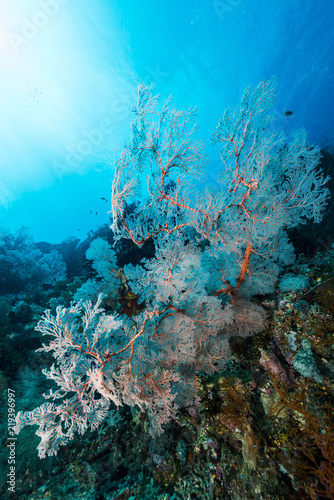 Fototapeta Naklejka Na Ścianę i Meble -  sea fan or gorgonian on the slope of a coral reef with visible water surface and fish and woman diver