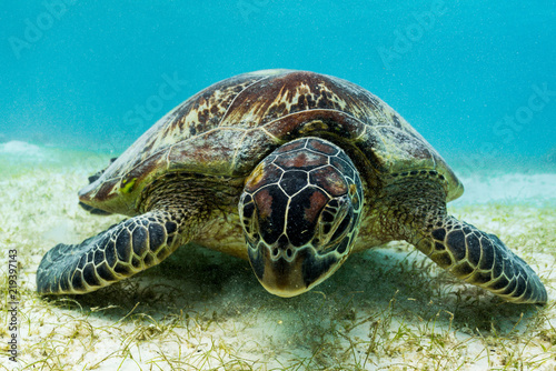 Hawksbill sea turtle feeding on sea weed grass in shallow water