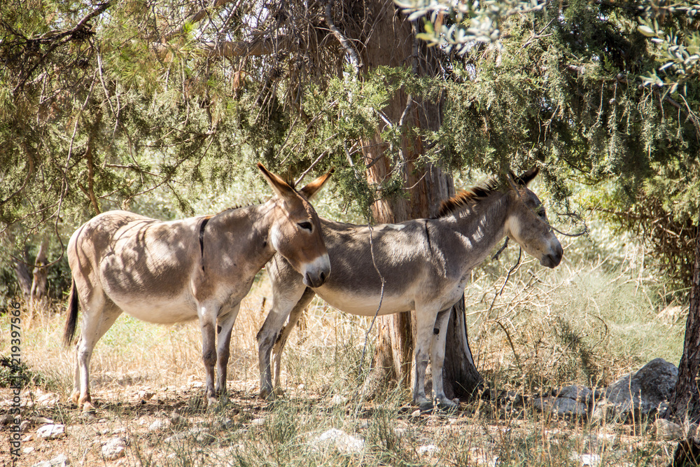 In the shadow of a tree there are two donkeys In the shadow of a tree there are two donkeys