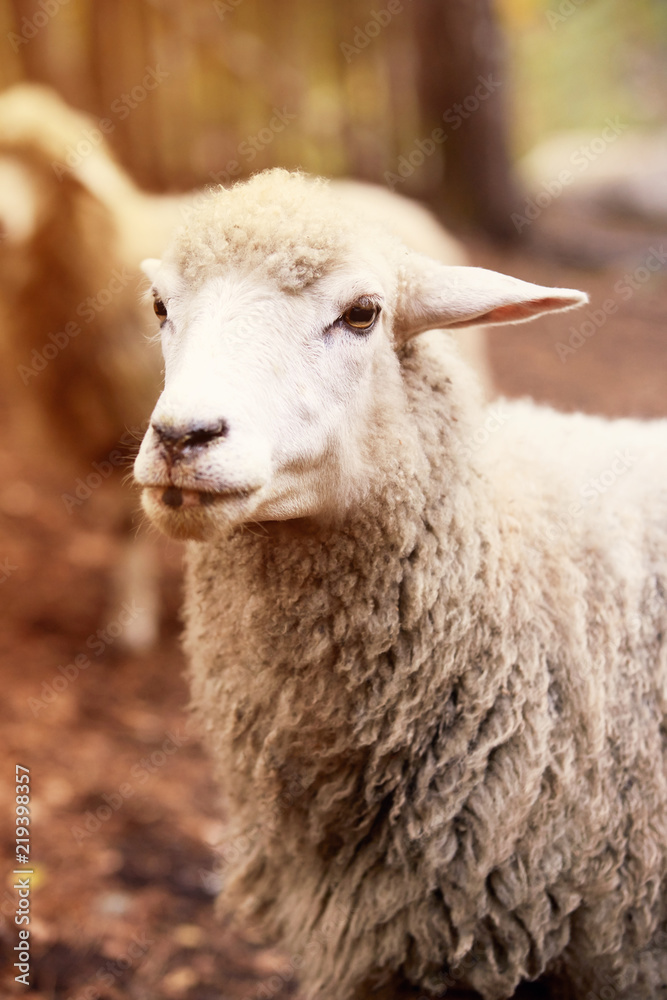 Sheep muzzle outdoors. Standing and staring breeding agriculture animal