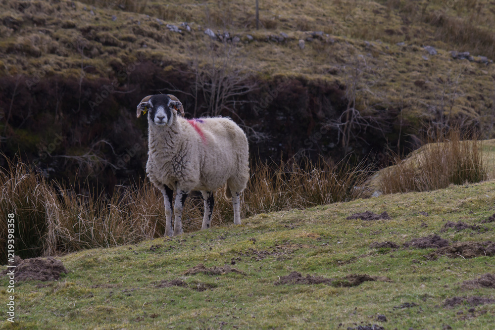 Naklejka premium Swaledale ewe on moorland
