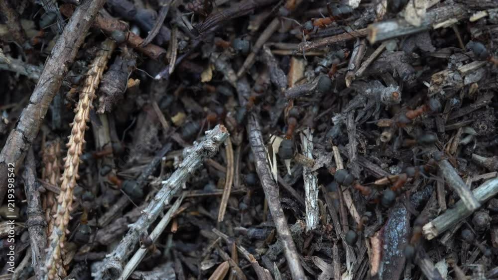 Big anthill in the woods. Big anthill with colony of ants in summer forest. Ants on the anthill in the woods closeup, macro Big anthill in the woods. Big anthill with colony of ants in summer forest. Ants on the anthill in the woods closeup, macro