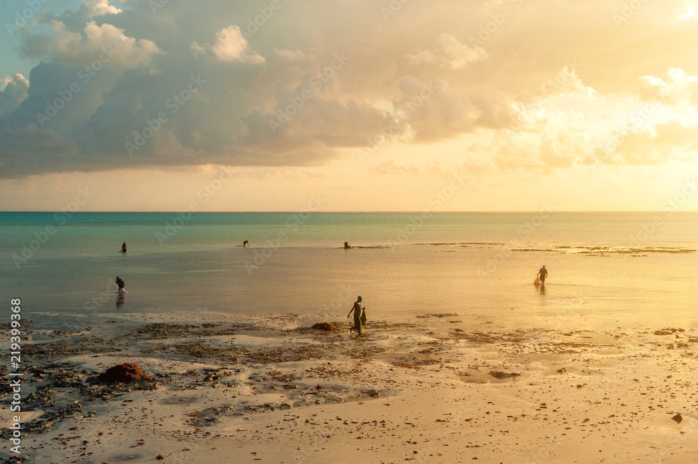 Locals work on the beach at low tide. Men and women gather seaweed at dawn, island of Zanzibar