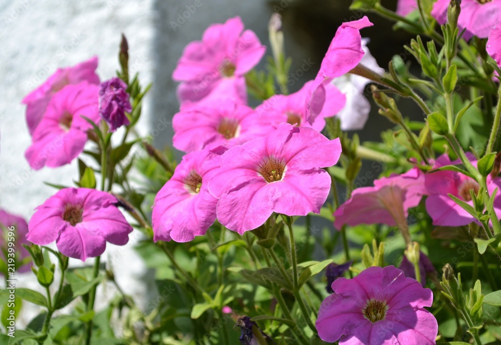 pink flowers