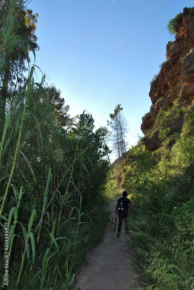 Fototapeta premium Dog walking through the forest
