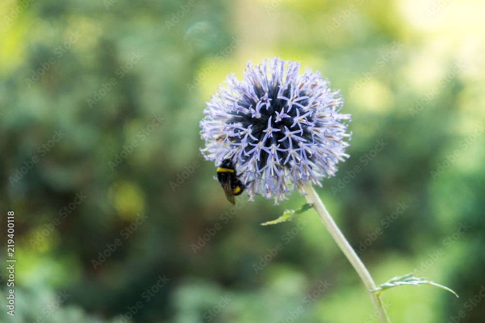 Bumblebee on purple flower. Slovakia Bumblebee on purple flower. Slovakia