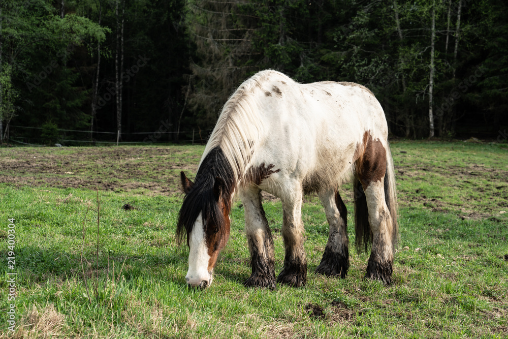 Obraz premium Horses in South Norway