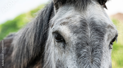 Photography Horses in South Norway