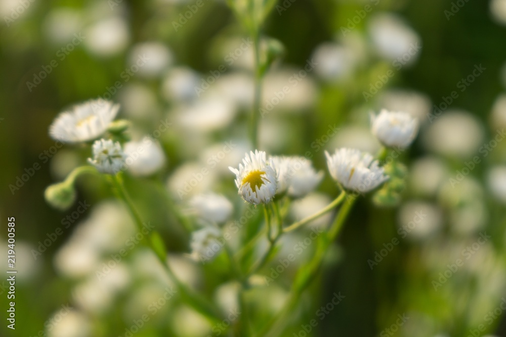 Meadow flowers. Slovakia Meadow flowers. Slovakia
