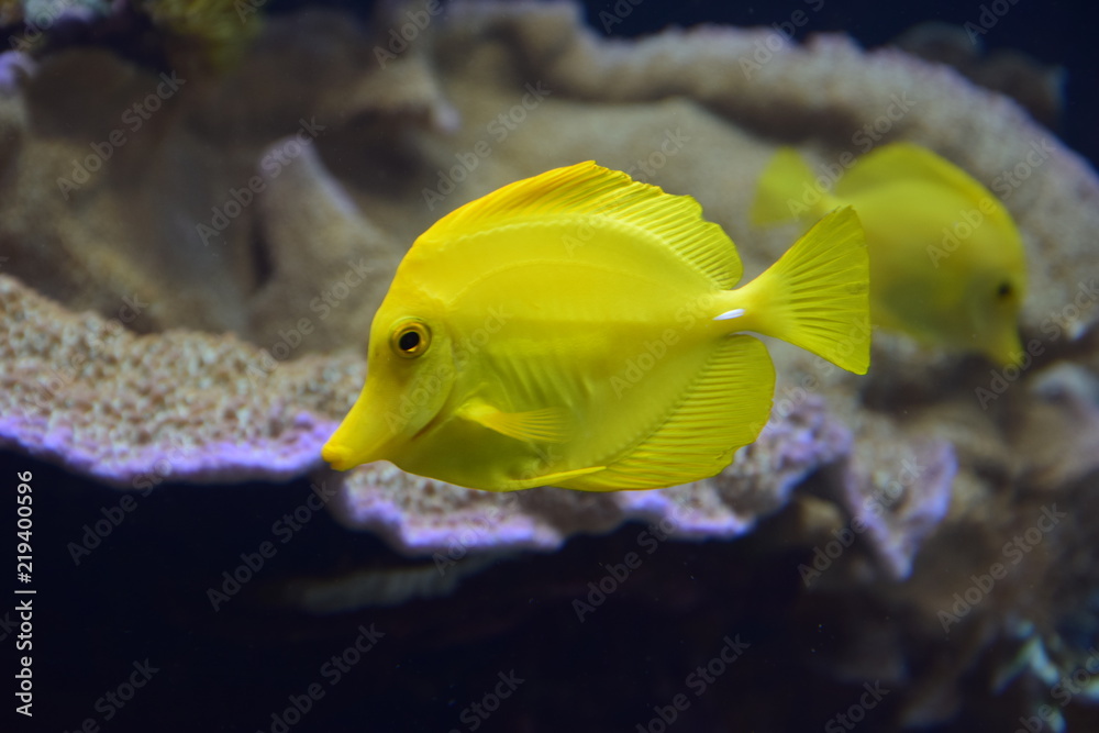 Yellow fish Yellow fish