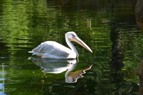 Pelican reflexion