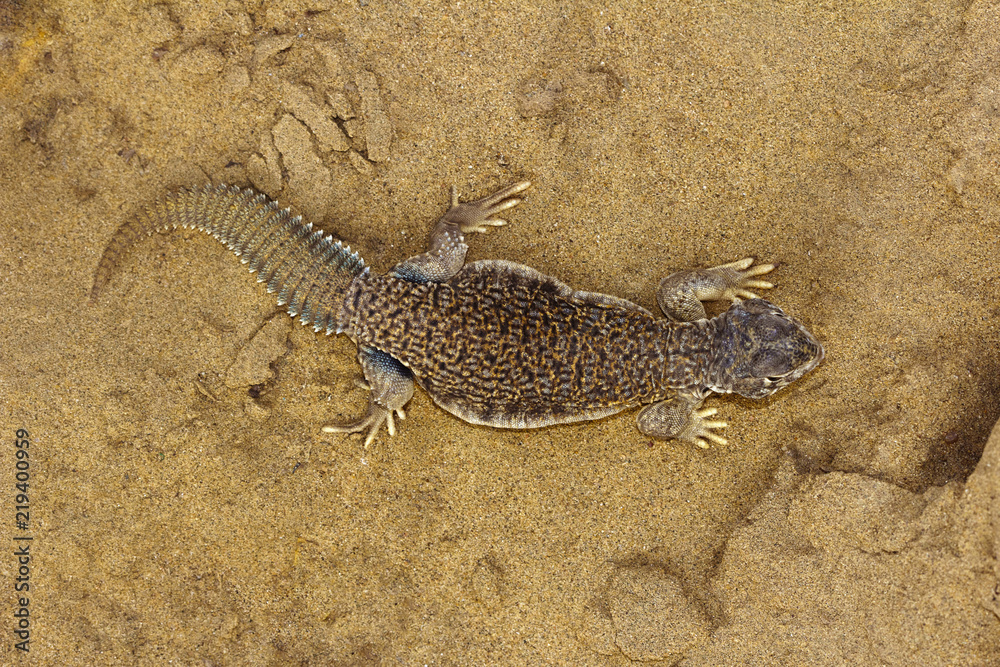 Spiny Tailed Lizard, Uromastyx Sam Desert, Rajasthan, India Spiny Tailed Lizard, Uromastyx Sam Desert, Rajasthan, India