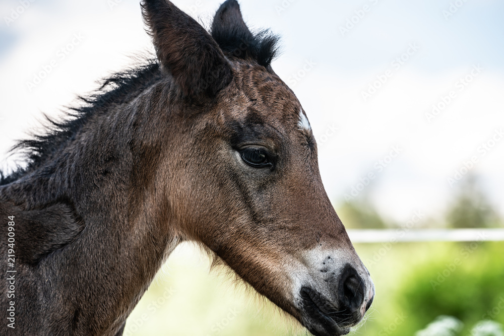 New born foal on a farm