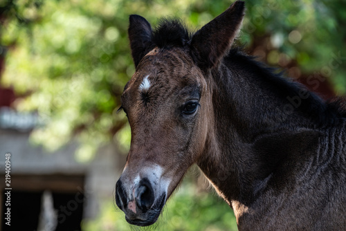 New born foal on a farm © A.Film