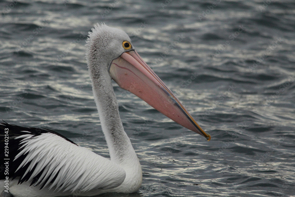 Pelican enjoying and relaxing at Gippsland Lakes, Australia