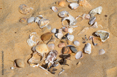 Foto coquillages sur la plage