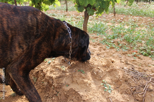 chien qui gratte le sol  : cane corso © canecorso
