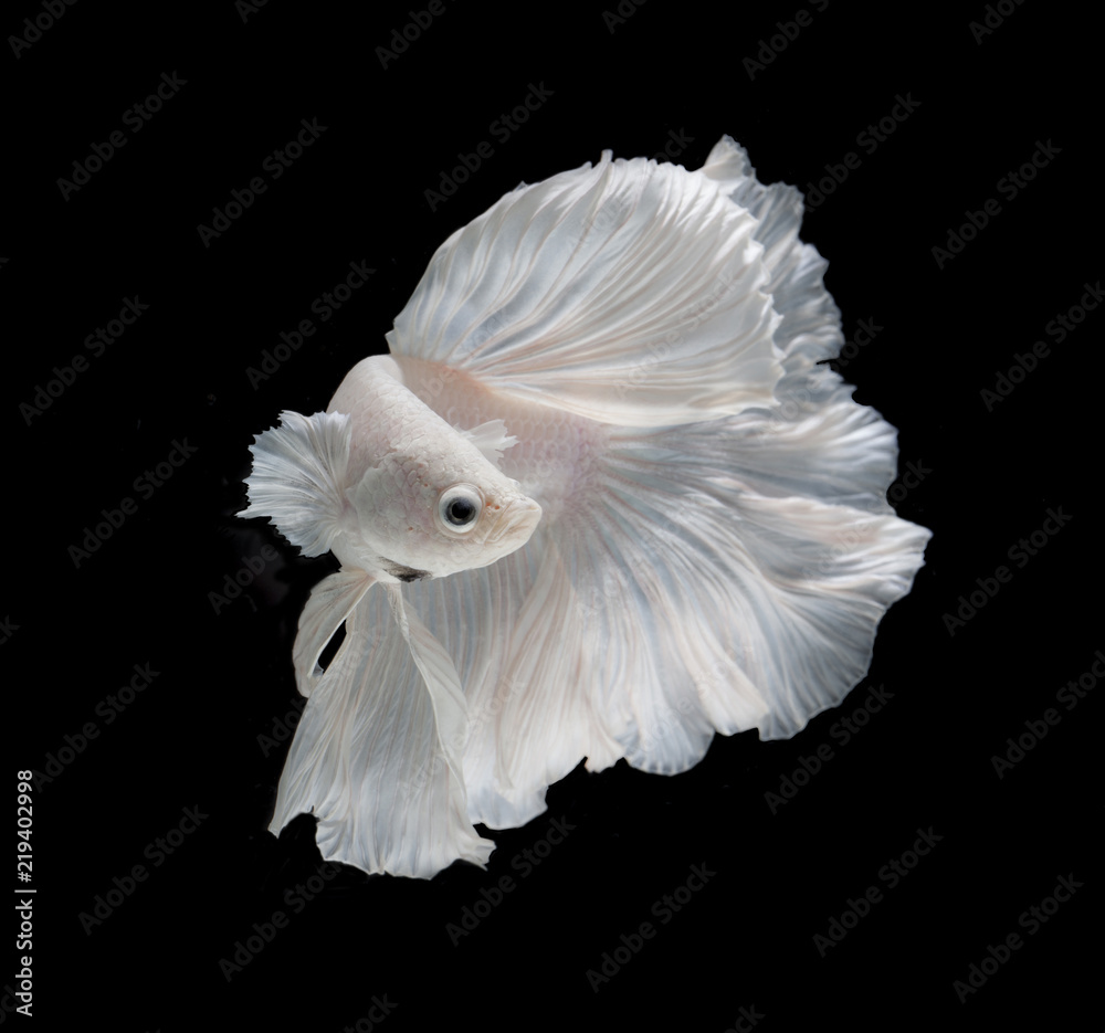 White Platt Platinum Fish .White siamese fighting fish, betta fish